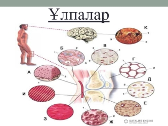 Эпителий ұлпасы. Дәнекер ұлпа. Бұлшықет ұлпасы. Жүйке ұлпасы