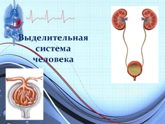 Выделительная система человека