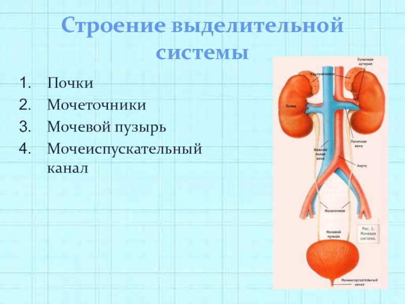 Реферат: Выделительная система человека. Реабсорбция