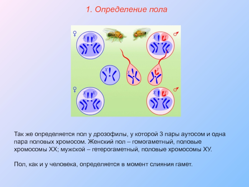 1 половая хромосома. Половые хромосомы дрозофилы. У человека мужской пол гетерогаметный.. У дрозофилы женский пол гомогаметный.. Гетерогаметный пол дрозофилы мужской.