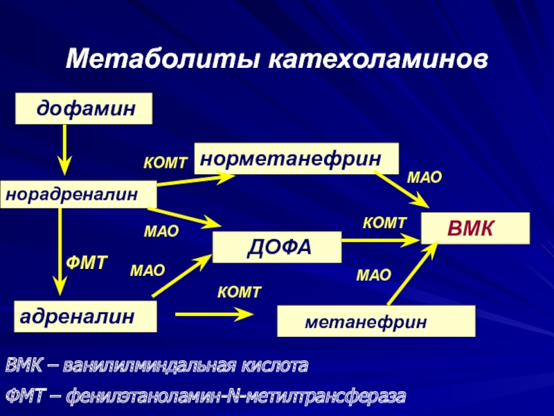 Метанефрин и норметанефрин мочи инвитро