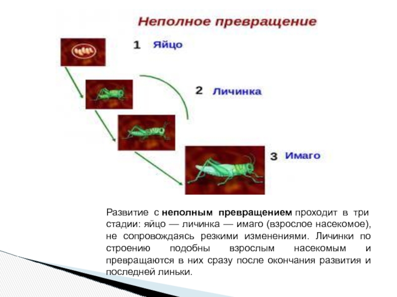 Стадии развития с неполным превращением яйцо куколка