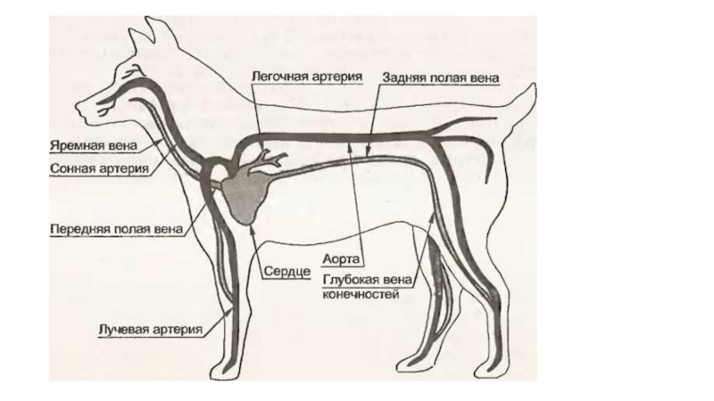 Доклад по теме Анатомія і фізіологія собаки