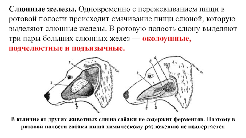 Смачивание пищи слюной. Слюнные железы животных строение. Анатомия слюнных желез у собаки. Слюнные железы собаки анатомия. Строение ротовой полости собаки.