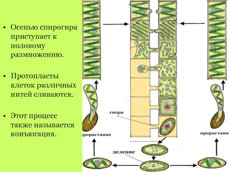 Конъюгация спирогиры. Строение клетки спирогиры. Многоклеточная водоросль спирогира. Зигоспора спирогиры. Жизненный цикл Spirogyra.