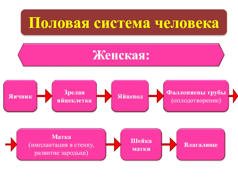 Презентация по биологии 8 класс половая система человека