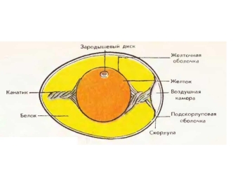 Строение яйца птицы