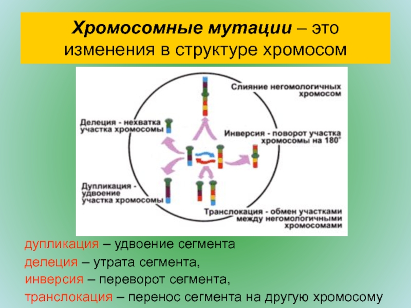 Изменение строения хромосом. Изменение структуры хромосом. Тип мутаций изменяющие структуру хромосом. Последствия дупликации хромосом. Сбалансированные мутации.