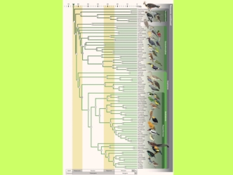 Хищные Совы. Falconiformes