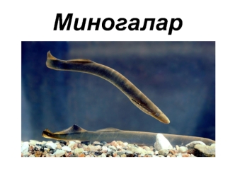 Миногалар