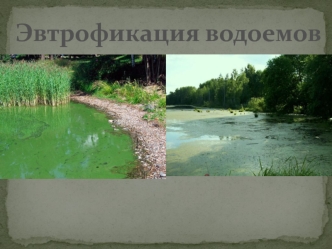 Эвтрофикация водоемов