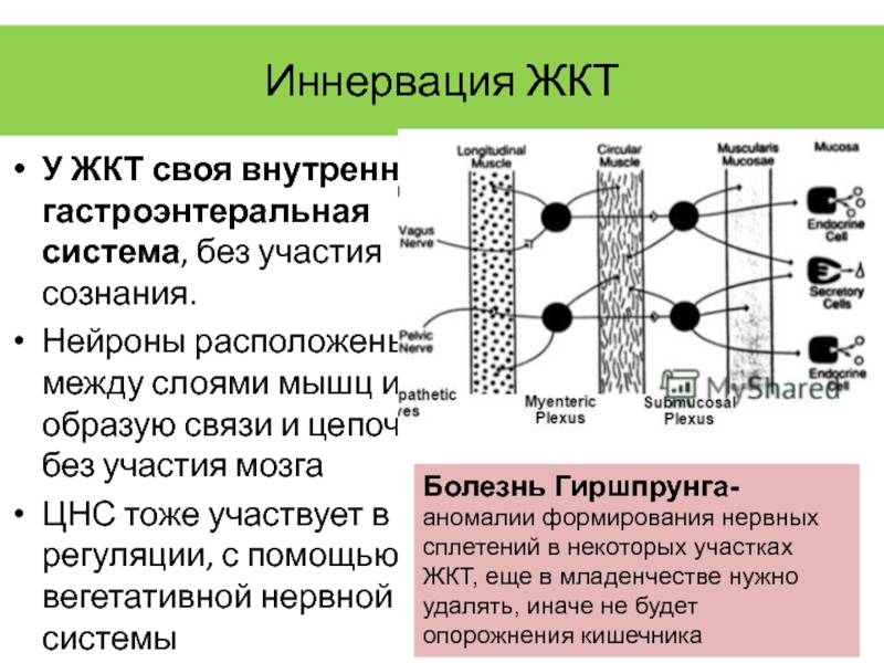 Действие без участия сознания. Гастроэнтеральные пептиды.