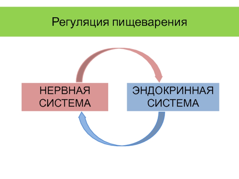 Пищеварение регуляция пищеварения презентация