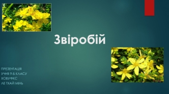 Звіробій. Ботанічні характеристики