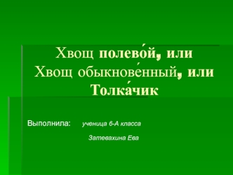 Хвощ полевой или Хвощ обыкновенный