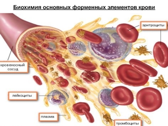 Биохимия основных форменных элементов крови