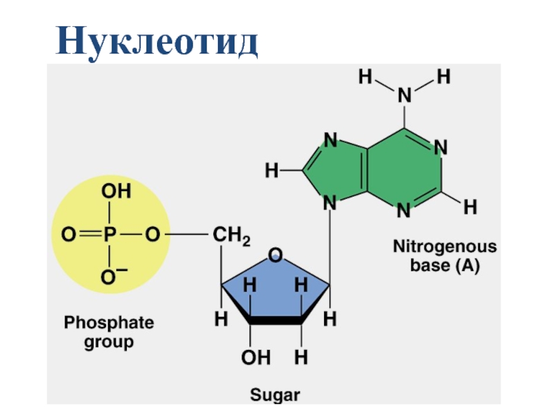 Строение нуклеотида рисунок