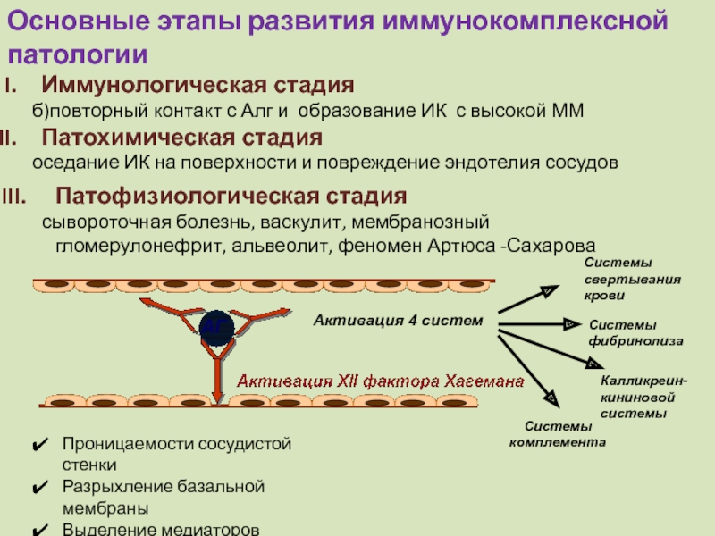 Иммунопатология патофизиология презентация