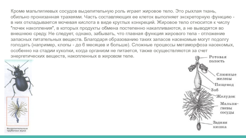 Мальпигиевы сосуды. Жировое тело насекомых. Жировое тело насекомых выполняет функцию. Функции жирового тела у насекомых.