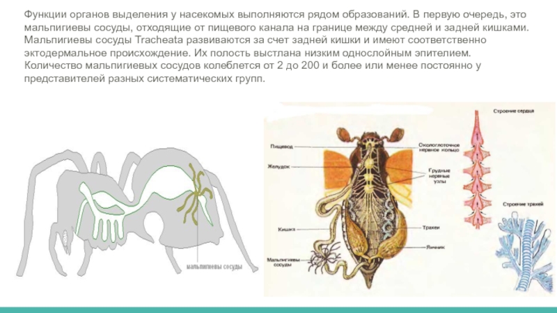 Какая функция у мальпигиевых сосудов. Выделительная система мальпигиевы сосуды. Что такое мальпигиевы сосуды в биологии 7 класс. Мальпигиевы сосуды орган выделительной системы. Функция выделительной системы у насекомых.