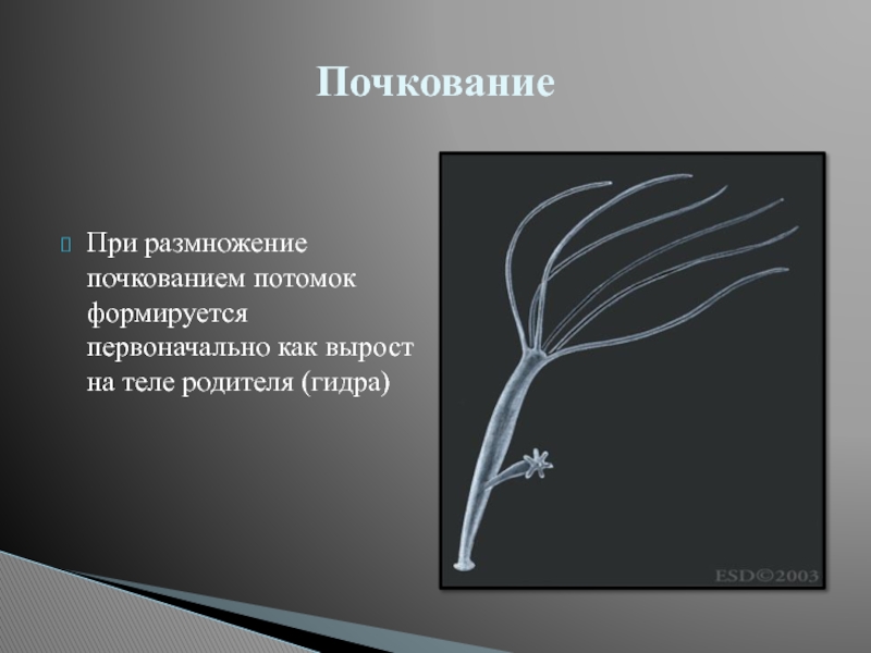 Потомок складываться