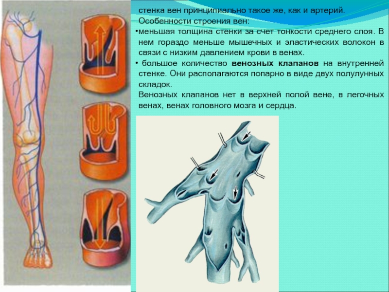 Особенность строения вены по сравнению с артерией. Особенности строения вен. Особенности строения стенки вен. Особенности строения вены. Органные особенности вен и артерий.