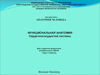 Функциональная анатомия сердечно-сосудистой системы