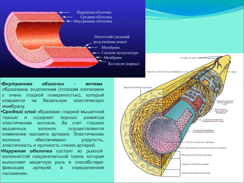 Человек внешняя оболочка. Эндотелий сосудов гистология. Внутренняя оболочка артерии образована. Внутренняя мембрана. Наружная оболочка стенки артерий.