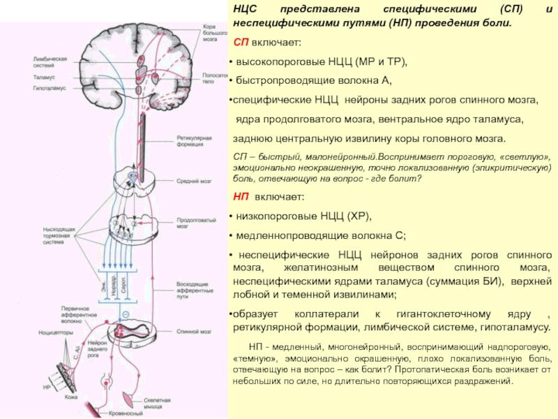 Схему структурной организации восприятия первичной локализованной боли эпикритической