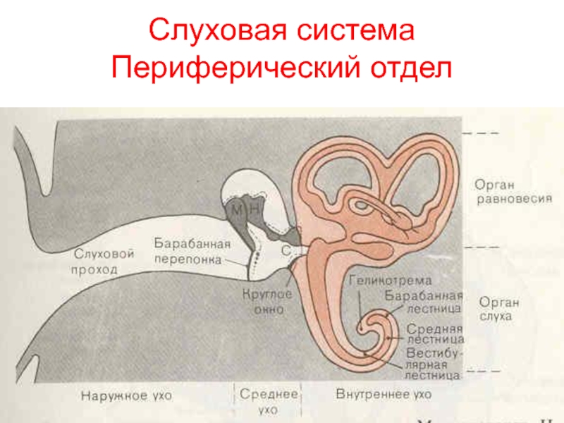 Периферический отдел слухового анализатора. Строение периферической слуховой системы. Периферические органы слуха. Периферический отдел слуховой сенсорной системы структура. Функции периферического отдела слуховой сенсорной системы.