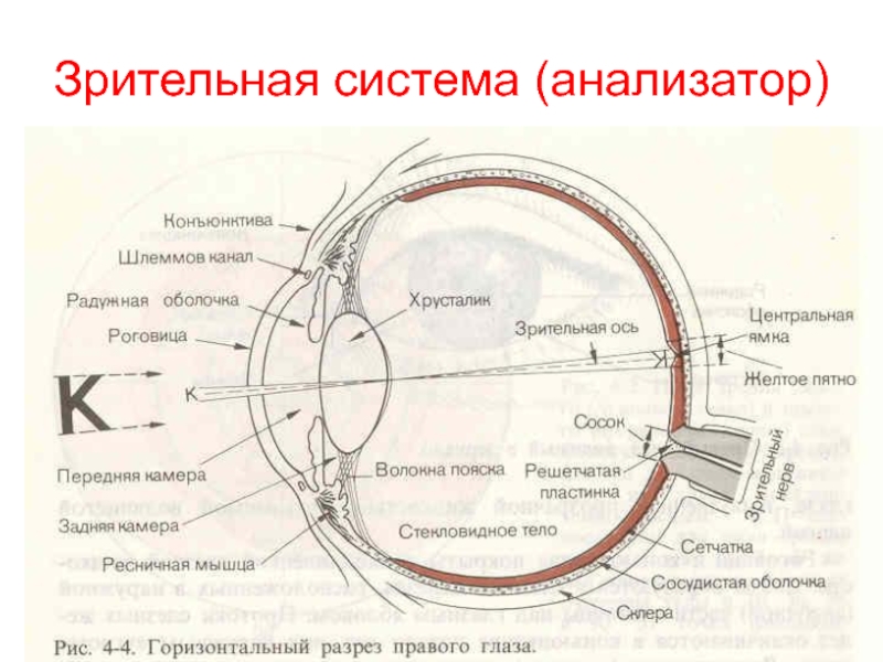 Что такое зрительный анализатор. Анализаторы зрительный анализатор строение. Периферический отдел зрительной сенсорной системы схема. Строение зрительного анализатора оболочки. Схема анализатора зрения.