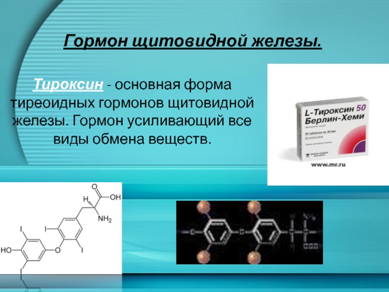 Гормон щитовидной железы. Тироксин - основная форма тиреоидных гормонов щитовидной железы. Гормон усиливающий все виды обмена веществ.