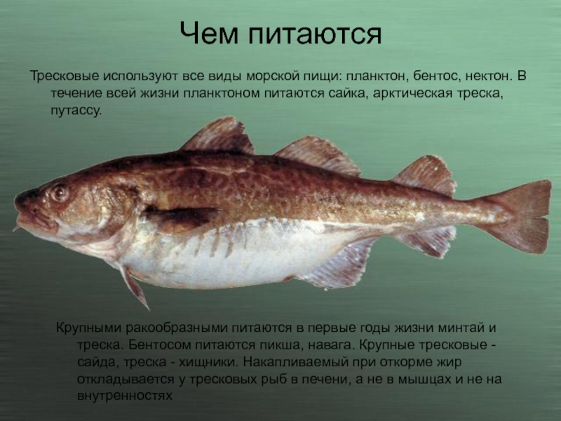 Фото Тресковых Рыб