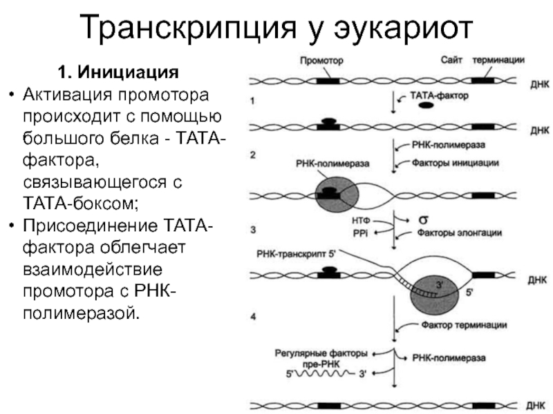 Схема транскрипции днк