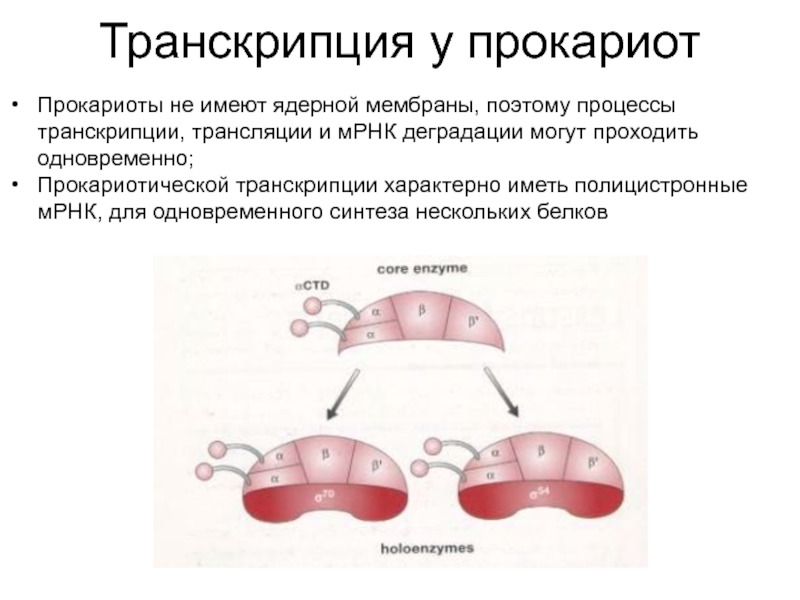 Регуляция транскрипции и трансляции в клетке и организме урок 10 класс презентация