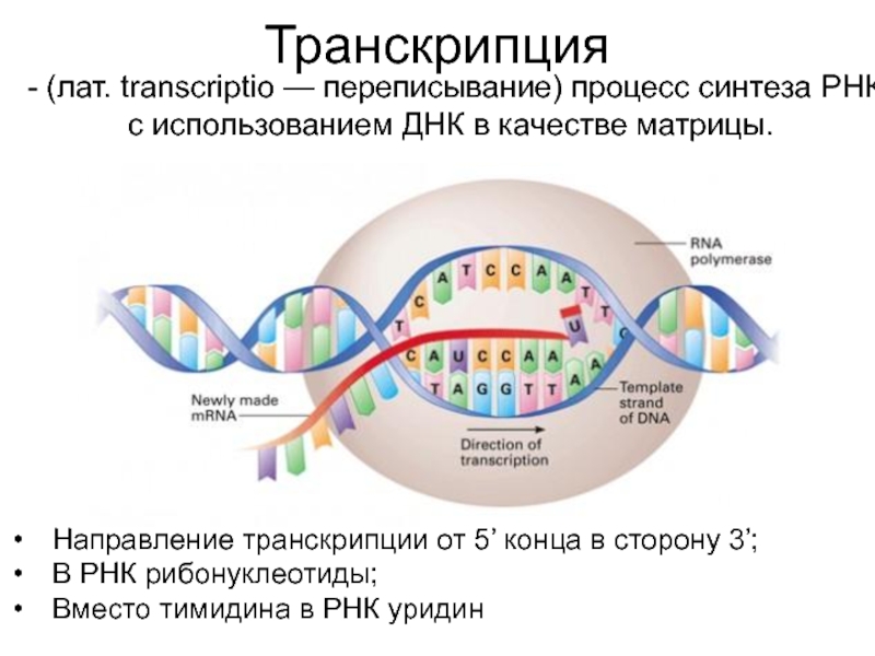 Презентация транскрипция биология