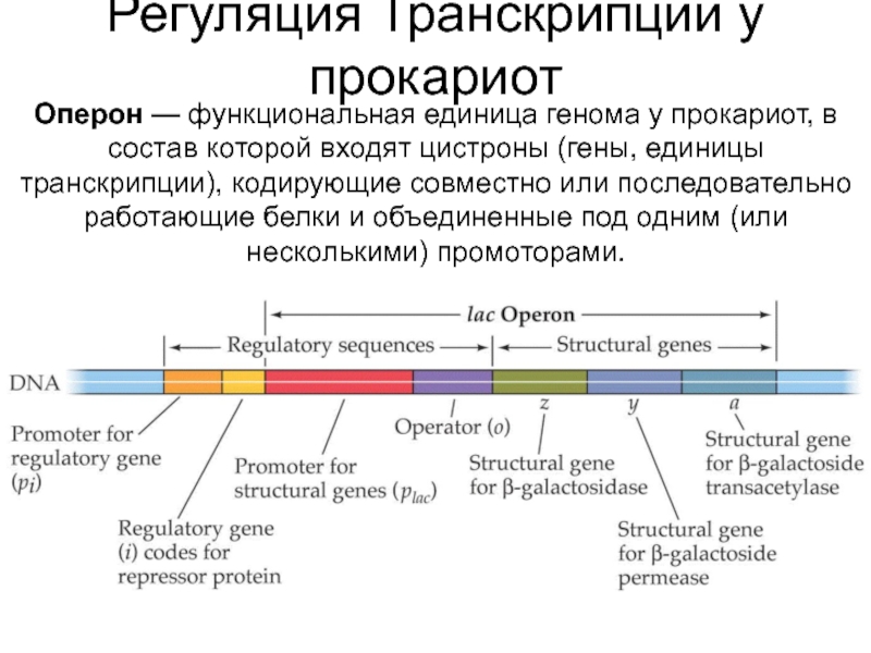 Строение оперона