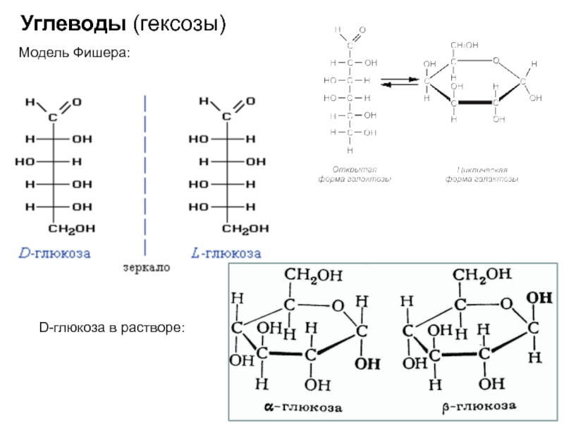 Углеводы (гексозы)Модель Фишера:D-глюкоза в растворе.