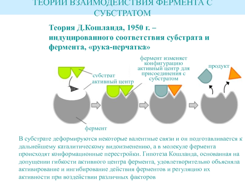 Строение фермента рисунок