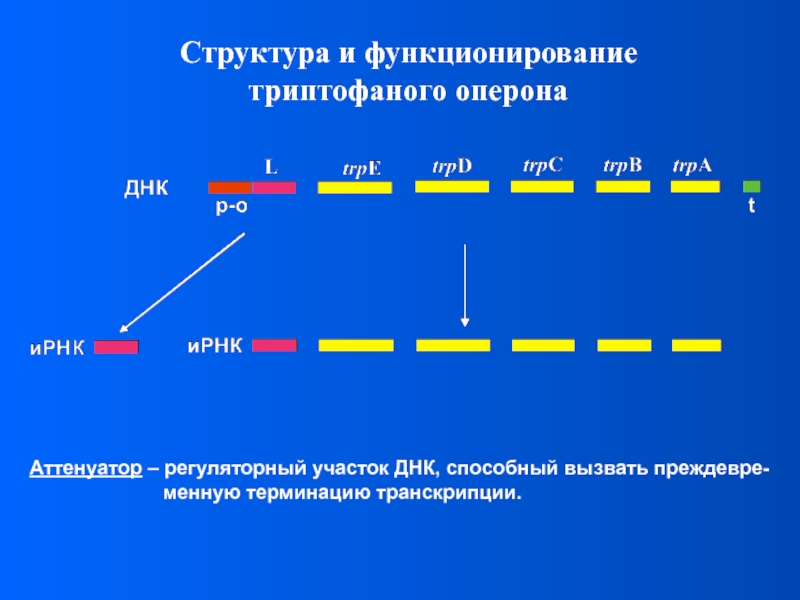 Регуляторные участки днк. Регуляторный участок ДНК, стимулирующий экспрессию генов. Регуляторные участки ДНК И их Назначение. Санлейсеры регуляторный участок ДНК.