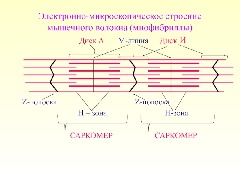 Схема строения саркомера гистология