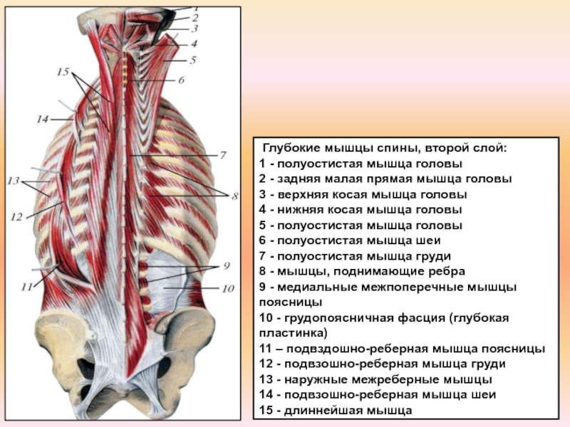 Поднимающая латынь. Мышцы спины глубокие и поверхностные анатомия. Глубокие мышцы позвоночника анатомия. Шейная полуостистая мышца. Полуостистая мышца головы анатомия.