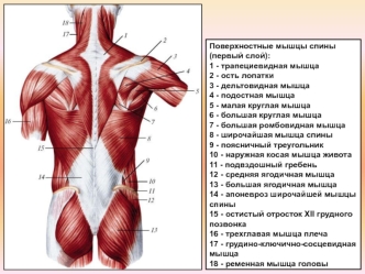 Поверхностные мышцы спины (первый слой)