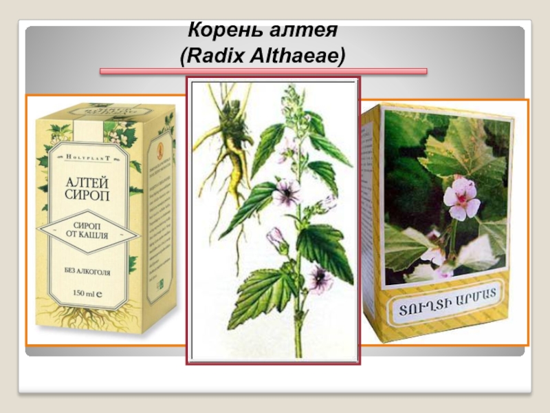 Алтей корень цена. Althaeae Radices – Алтея корни. Алтей лекарственный лекарственное сырье. Трава Алтея лекарственного сырье. Алтей лекарственный корневище.