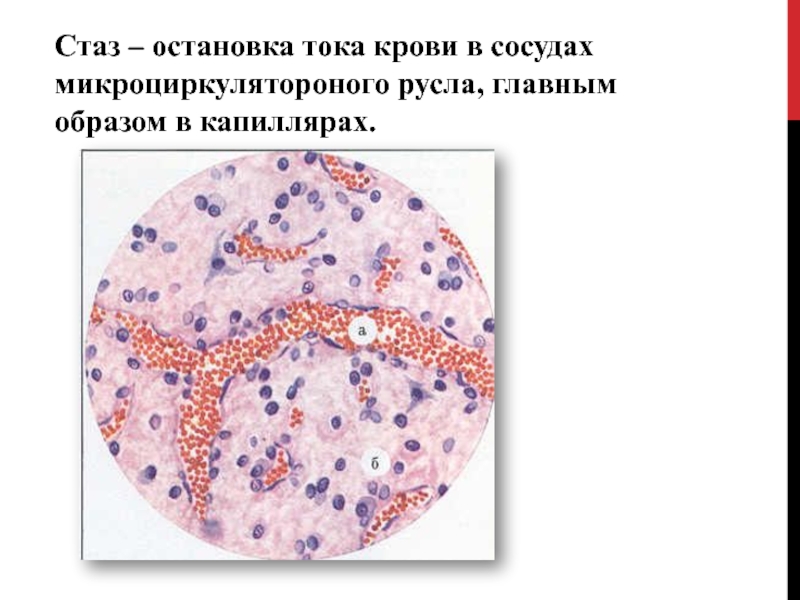 Кровь в сосудах картинки