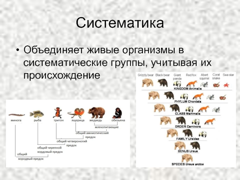 Каким названием объединяют организмы. Систематика. Систематические группы. Систематику животных. Систематика групп.