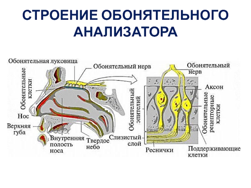 Схема обонятельного анализатора