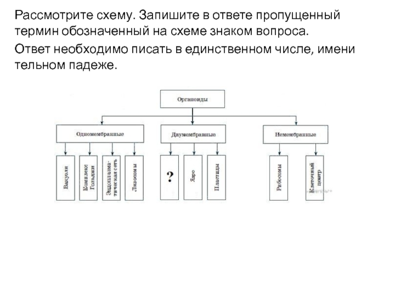 Рассмотрите схему запишите в ответе пропущенный термин обозначенный на схеме