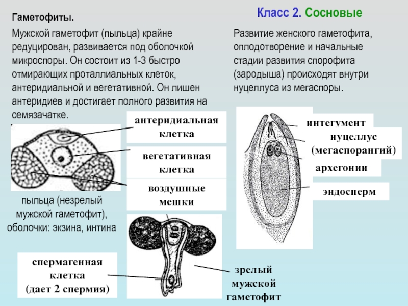 Мужской гаметофит схема