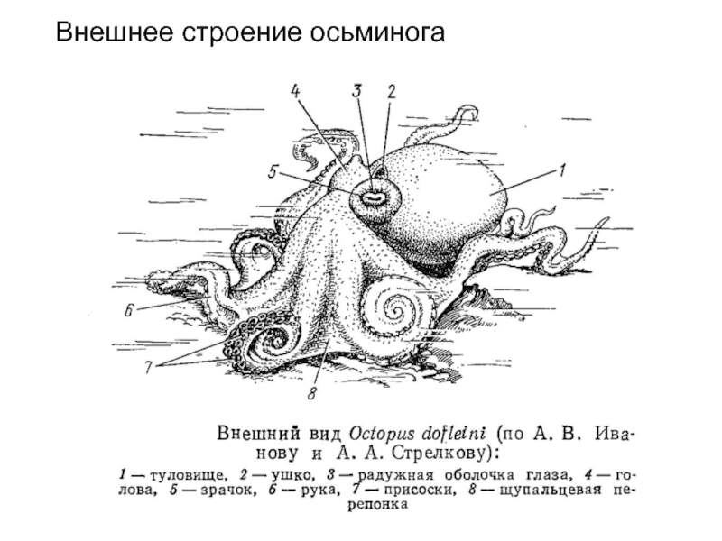 Осьминог клод глаза схема